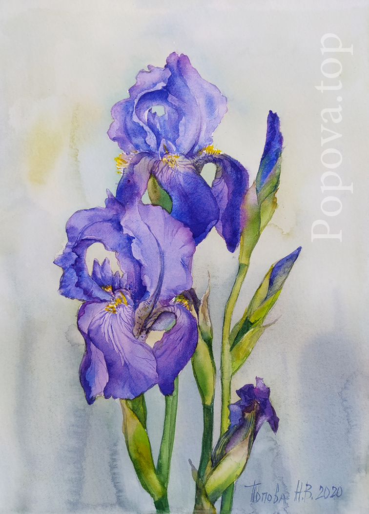 Irises 4 option 1 Painting Watercolor A4 Painted by Natalia Popova - Professional Artist 2020