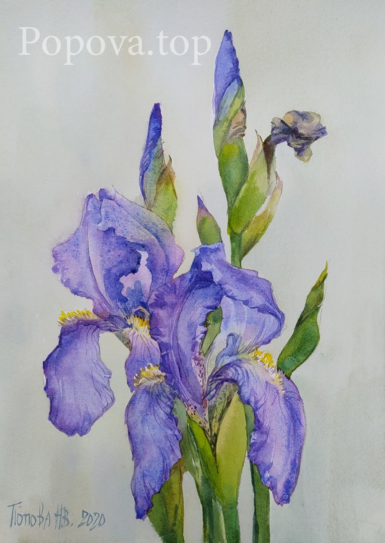 Irises 4 option 2 Painting Watercolor A4 Painted by Natalia Popova - Professional Artist 2020