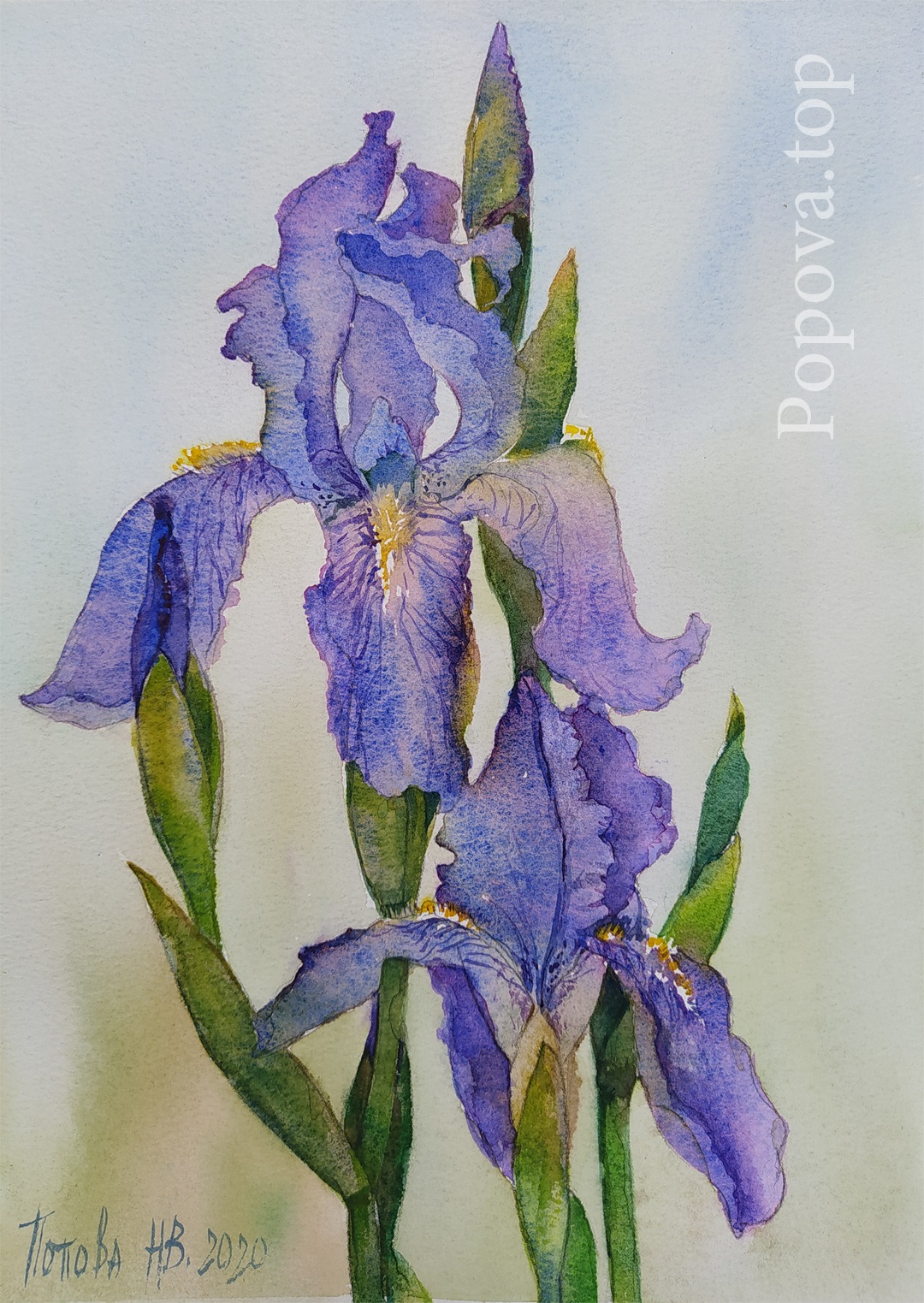 Irises 4 option 3 Painting Watercolor A4 Painted by Natalia Popova - Professional Artist 2020